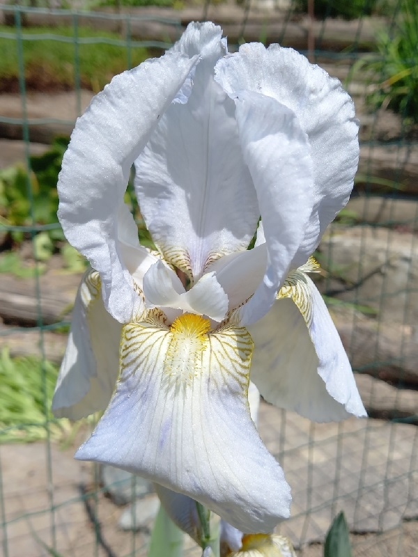 SPEC Iris florentina, Carolus Linnaeus, 1759
