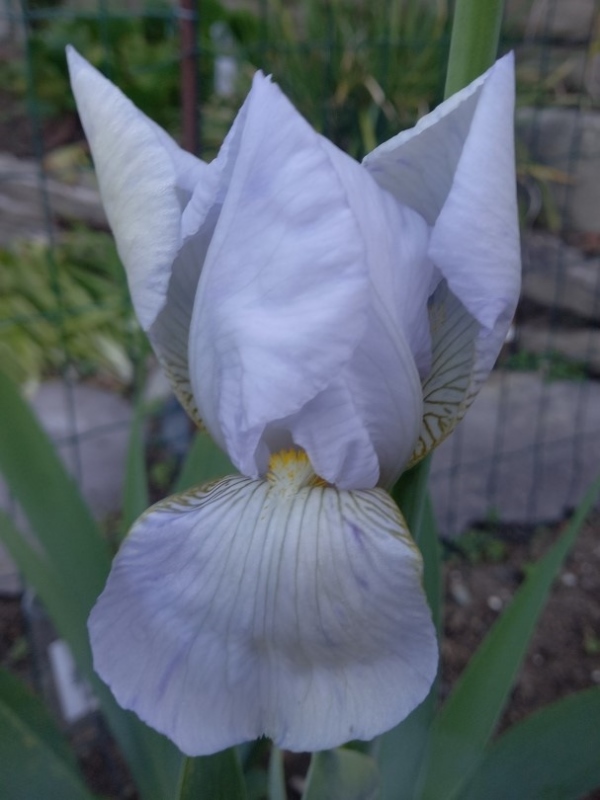 SPEC Iris florentina, Carolus Linnaeus, 1759