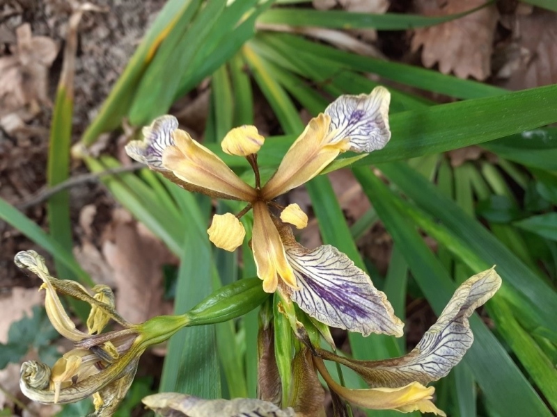 SPEC Iris foetidissima citrina, Syme, 1929