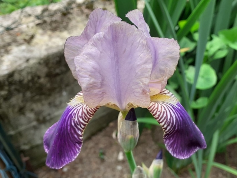 SPEC Iris sambucina, Carolus Linnaeus, 1759