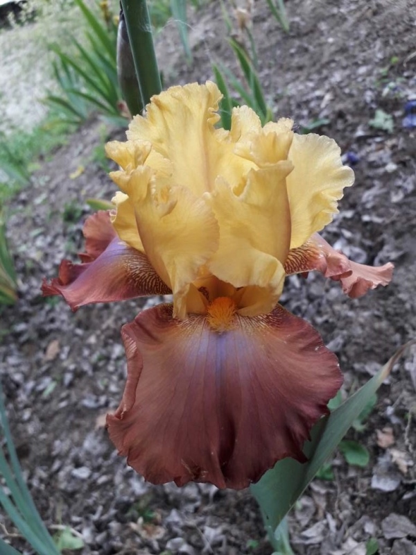 TB High Chaparral, Schreiners Iris Gardens, 2006