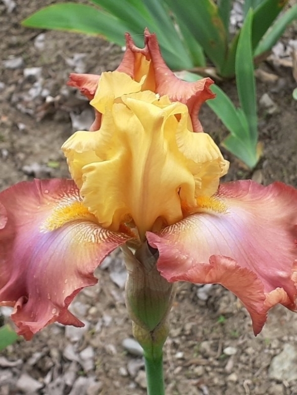 TB High Chaparral, Schreiners Iris Gardens, 2006