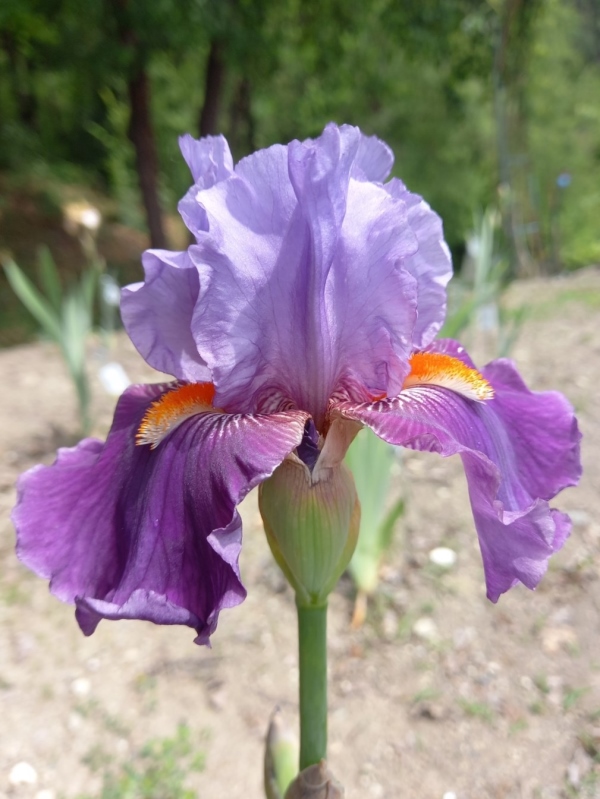 TB Purple Panache, Schreiners Iris Gardens, 2016