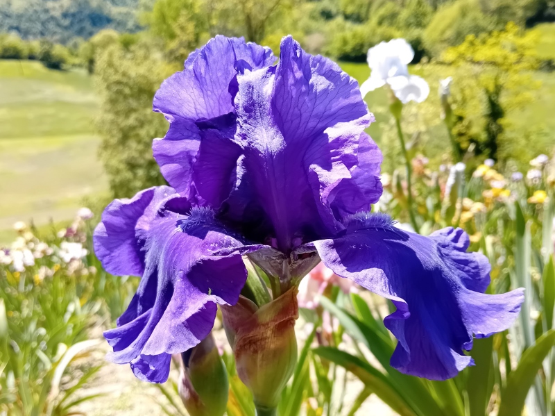 TB Blueberry Bliss, Schreiners Iris Gardens, 2004