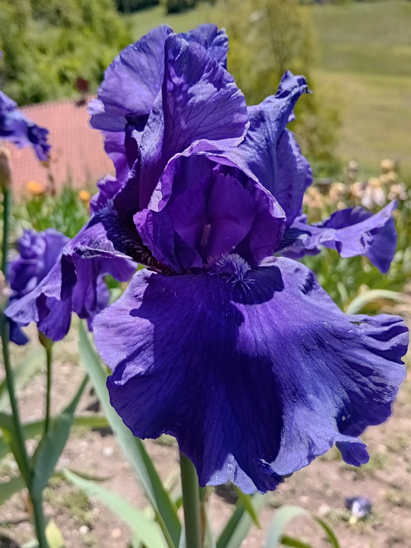 TB Blueberry Bliss, Schreiners Iris Gardens, 2004