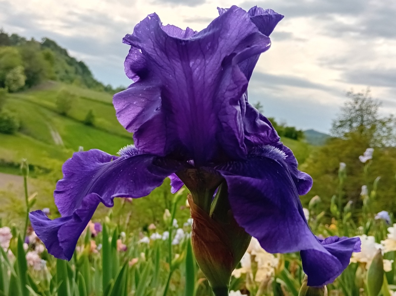 TB Blueberry Bliss, Schreiners Iris Gardens, 2004