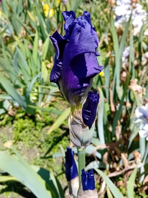 TB Blueberry Bliss, Schreiners Iris Gardens, 2004