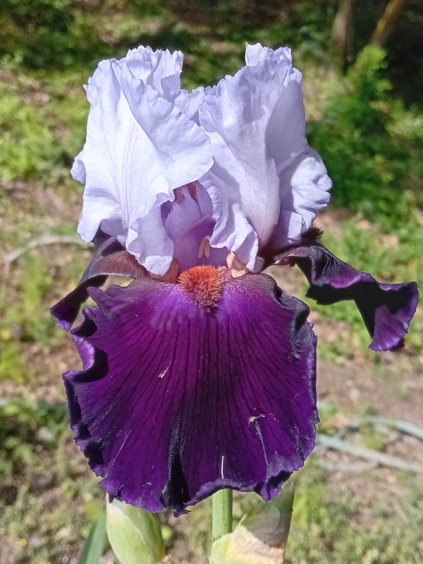 TB Né dans la Pourpre, Richard Cayeux, 2015