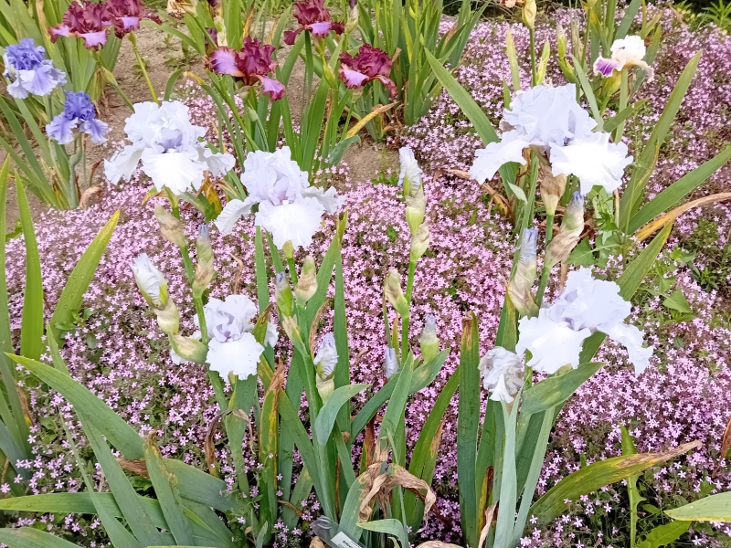 TB Silverado, Schreiners Iris Gardens, 1986