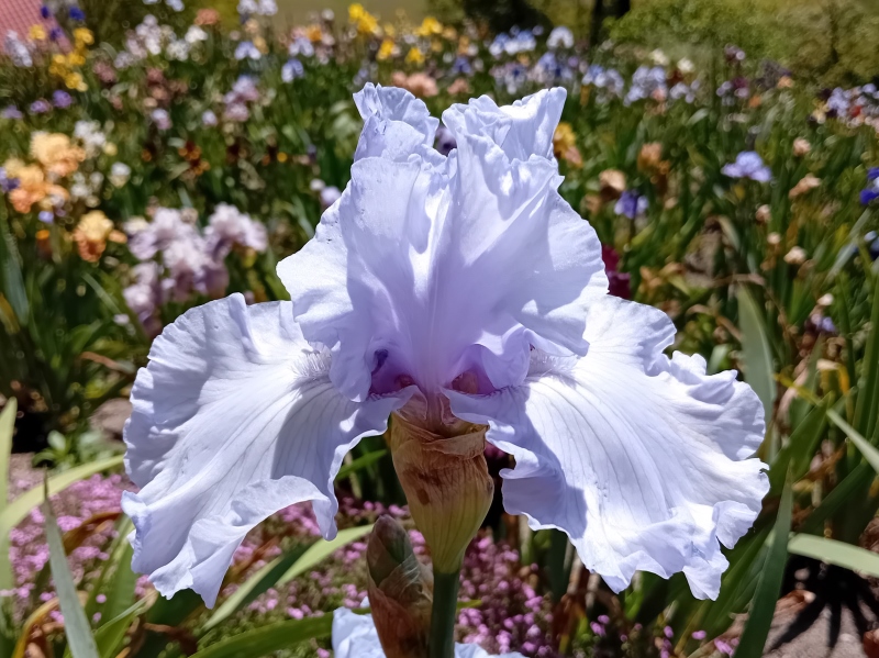 TB Silverado, Schreiners Iris Gardens, 1986