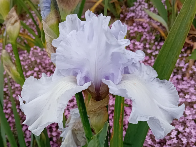 TB Silverado, Schreiners Iris Gardens, 1986