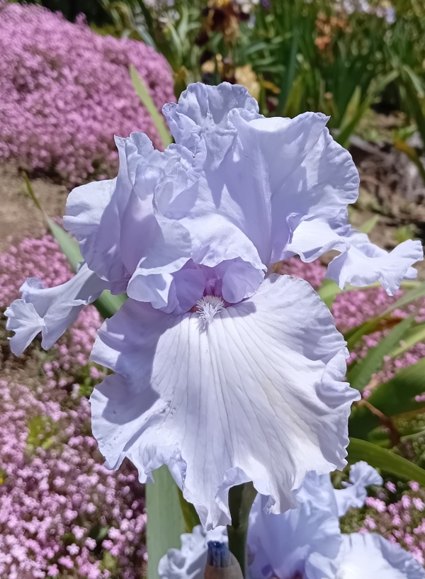 TB Silverado, Schreiners Iris Gardens, 1986