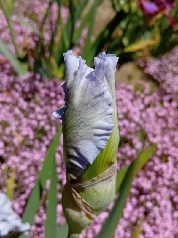 TB Silverado, Schreiners Iris Gardens, 1986